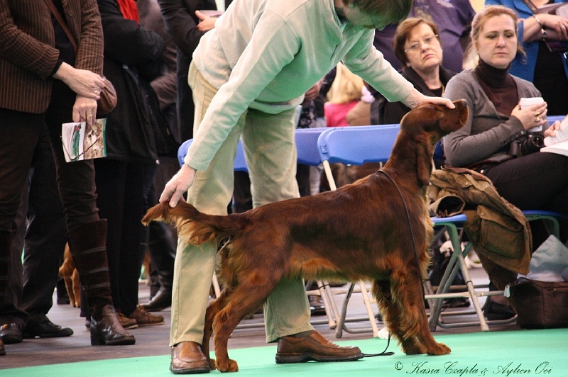 Crufts2011 145.jpg